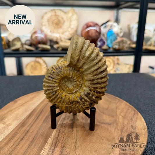Natural Jurassic Ammonite Fossil 5.11’’ | Madagascar - Fossil Specimen
