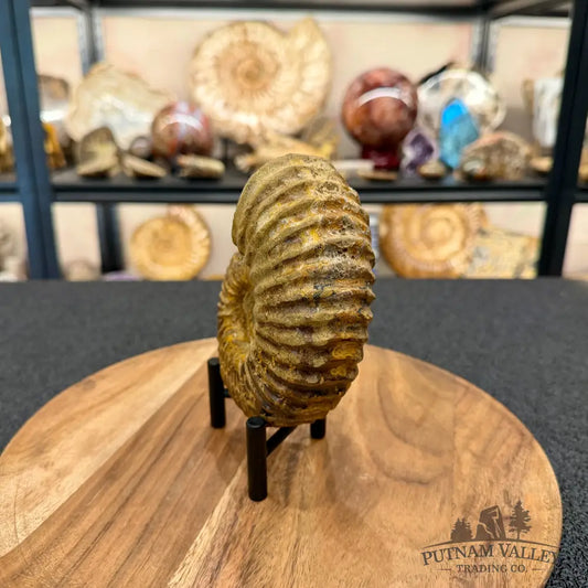 Natural Jurassic Ammonite Fossil 5.11’’ | Madagascar - Fossil Specimen