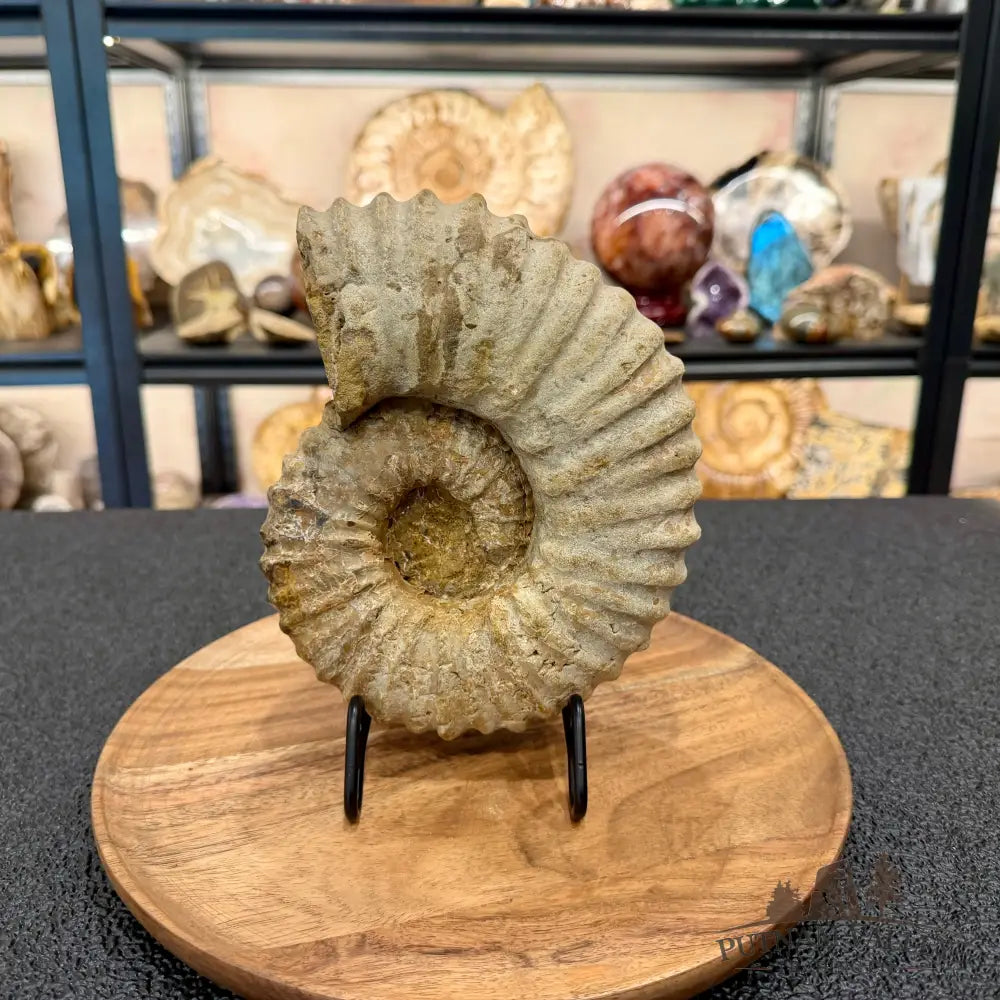 Natural Jurassic Ammonite Fossil 7.93’’ | Madagascar - Fossil Specimen