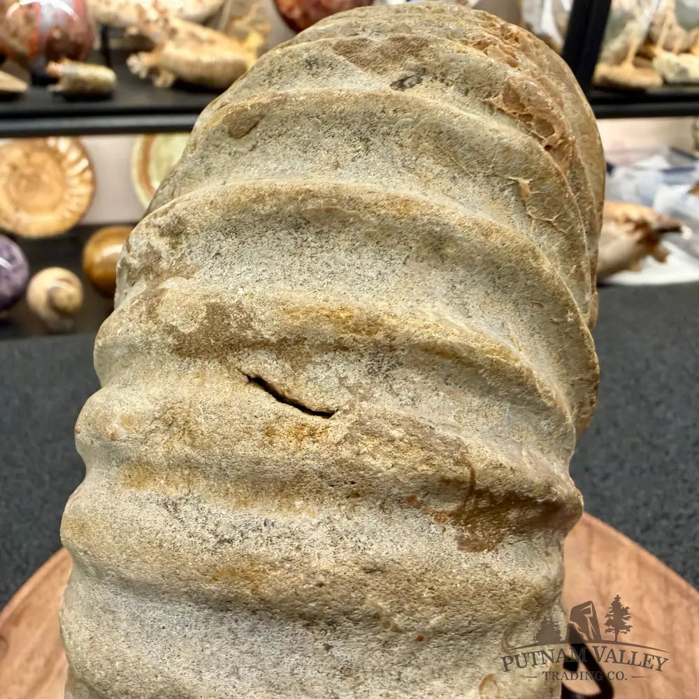 Natural Jurassic Ammonite Fossil 7.93’’ | Madagascar - Fossil Specimen