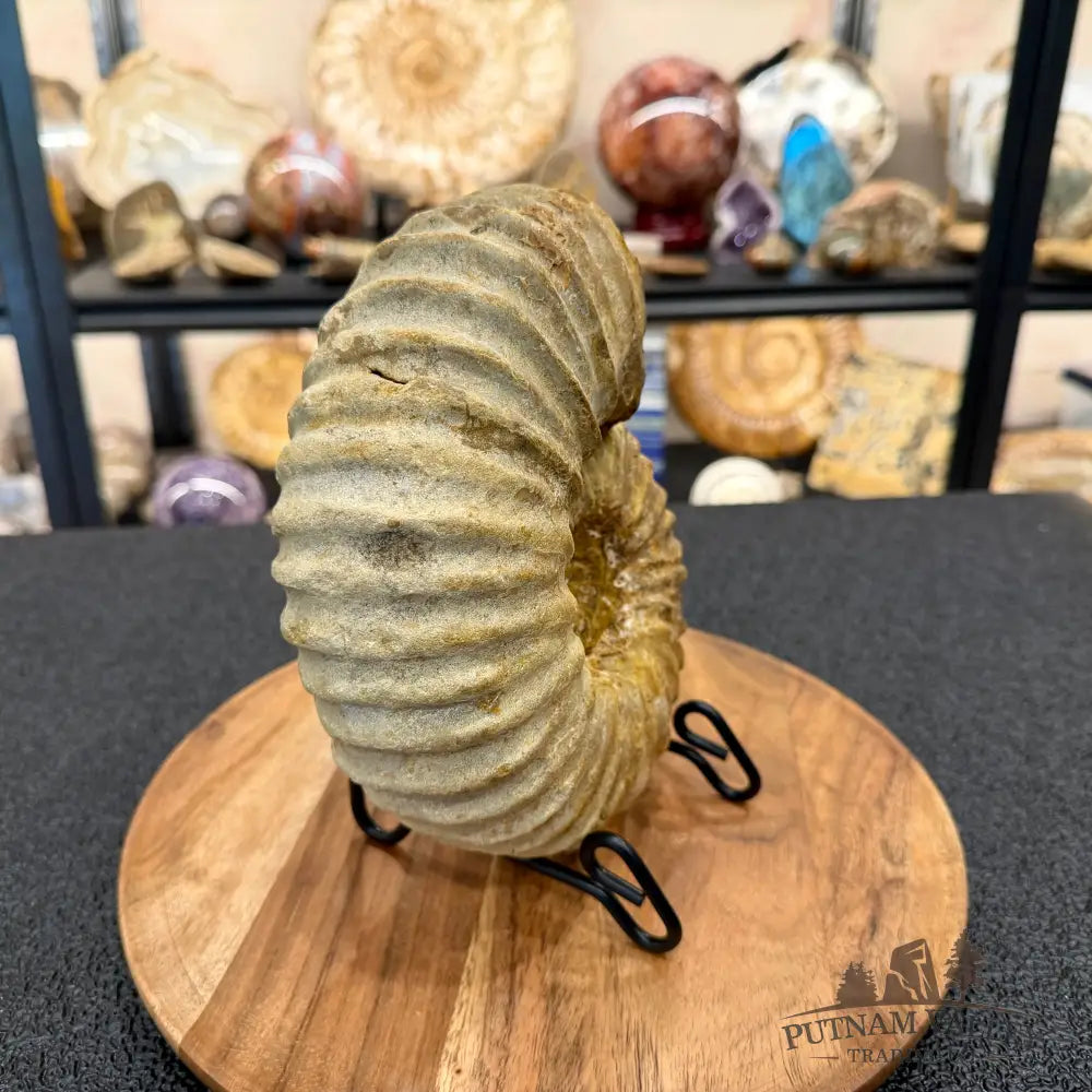 Natural Jurassic Ammonite Fossil 7.93’’ | Madagascar - Fossil Specimen