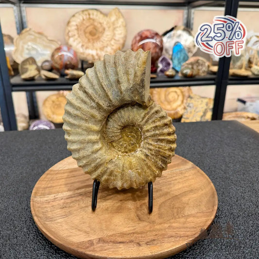 Natural Jurassic Ammonite Fossil 7.93’’ | Madagascar - Fossil Specimen