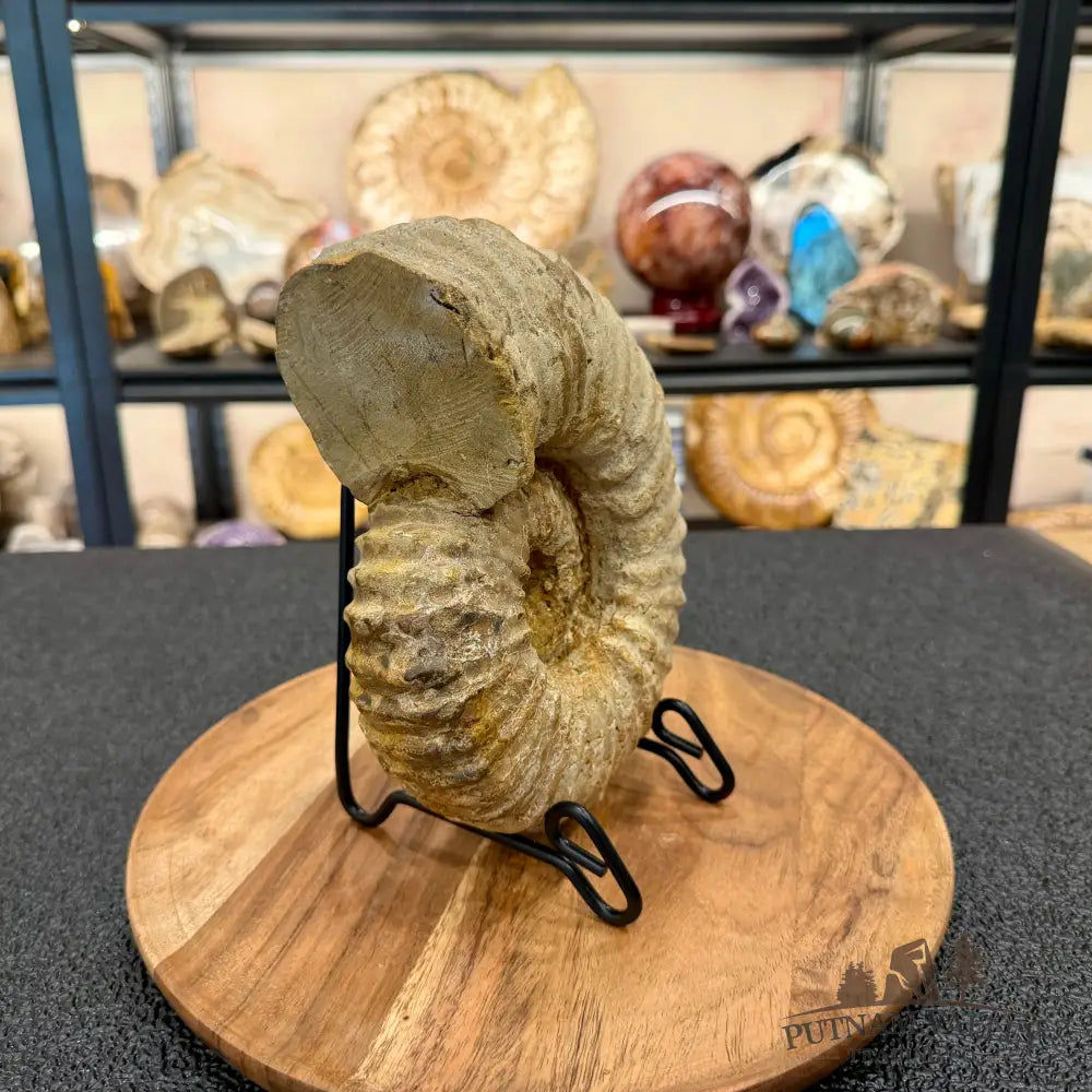 Natural Jurassic Ammonite Fossil 7.93’’ | Madagascar - Fossil Specimen