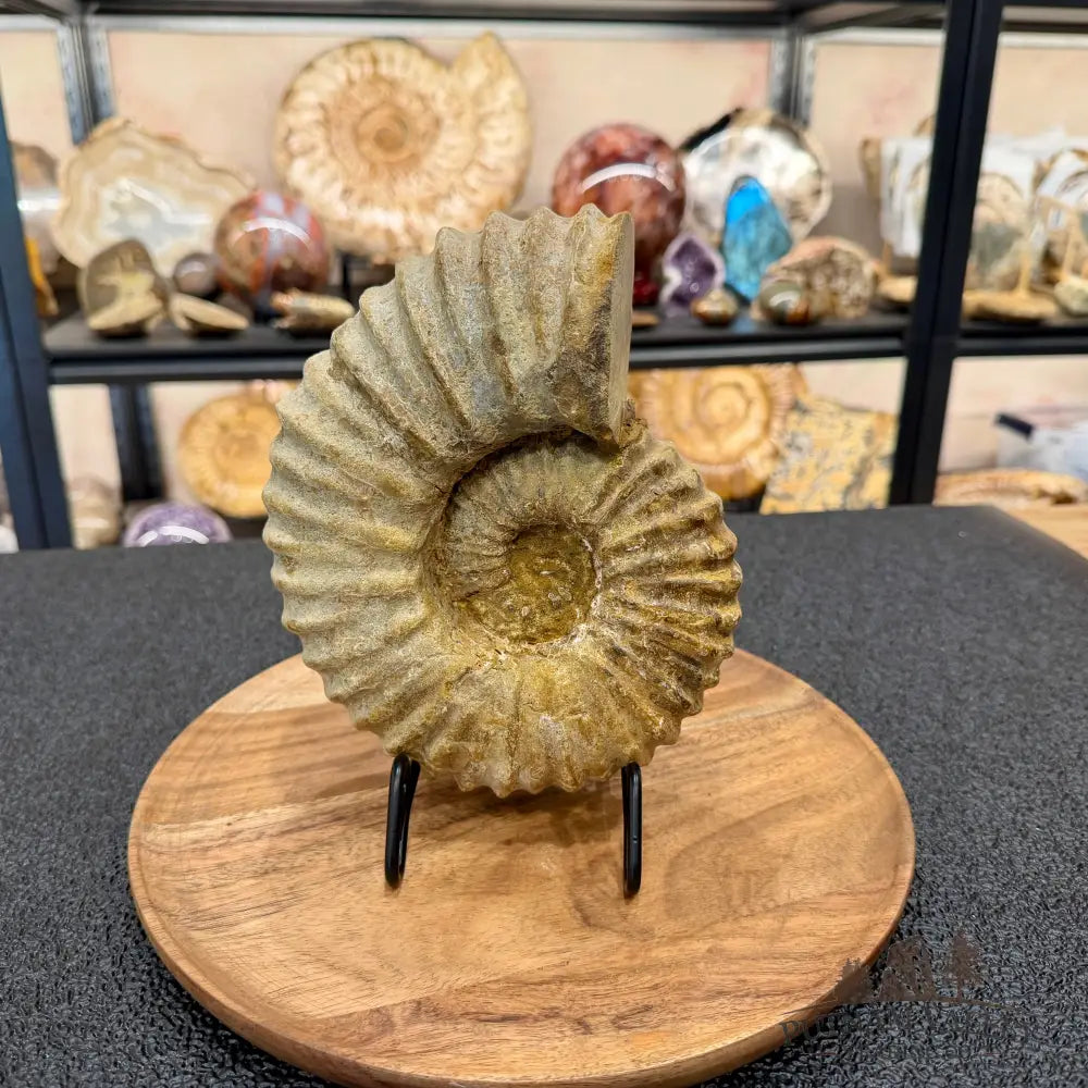 Natural Jurassic Ammonite Fossil 7.93’’ | Madagascar - Fossil Specimen