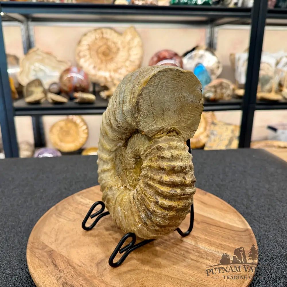 Natural Jurassic Ammonite Fossil 7.93’’ | Madagascar - Fossil Specimen