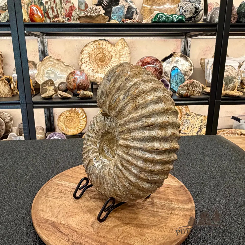 Natural Jurassic Ammonite Fossil 8.8’’ | Madagascar - Fossil Specimen