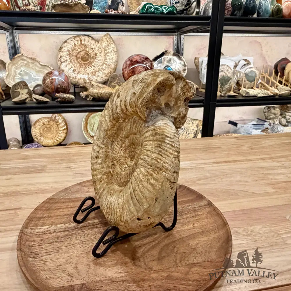 Natural Jurassic Ammonite Fossil 8’’ | Madagascar - Fossil Specimen