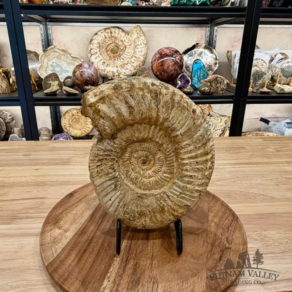Natural Jurassic Ammonite Fossil 8’’ | Madagascar - Fossil Specimen
