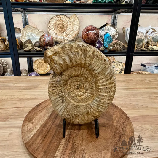 Natural Jurassic Ammonite Fossil 8’’ | Madagascar - Fossil Specimen