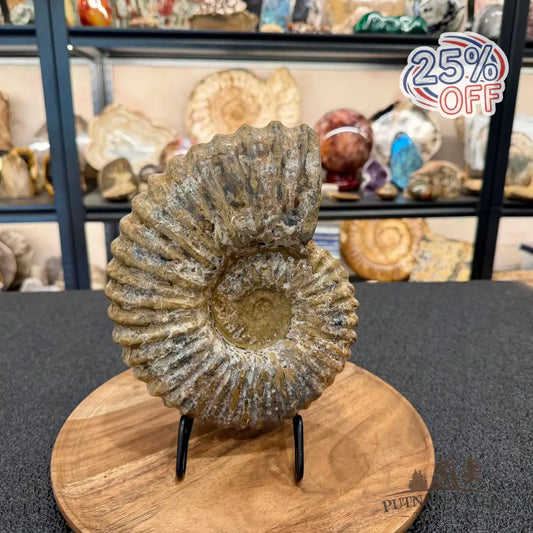 Natural Jurassic Ammonite Fossil 8.8’’ | Madagascar - Fossil Specimen