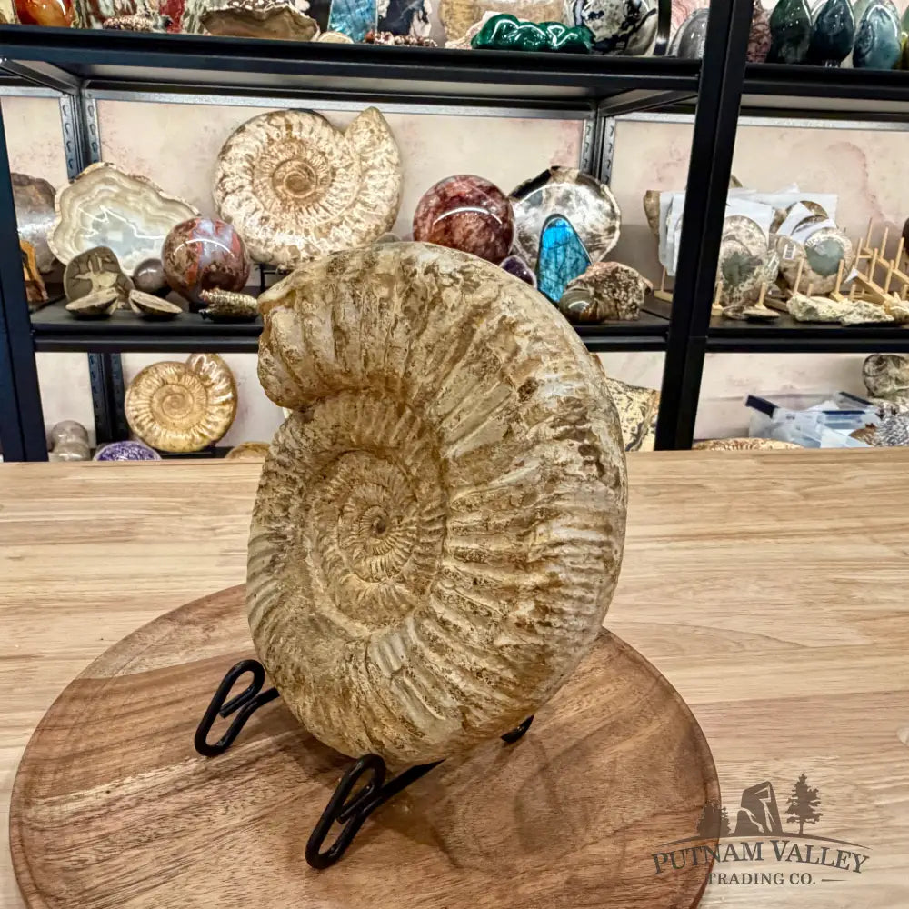 Natural Jurassic Ammonite Fossil 8’’ | Madagascar - Fossil Specimen