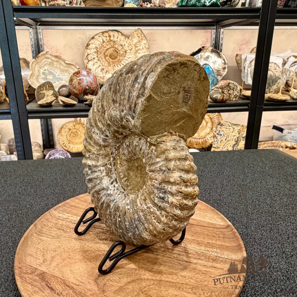 Natural Jurassic Ammonite Fossil 8.8’’ | Madagascar - Fossil Specimen