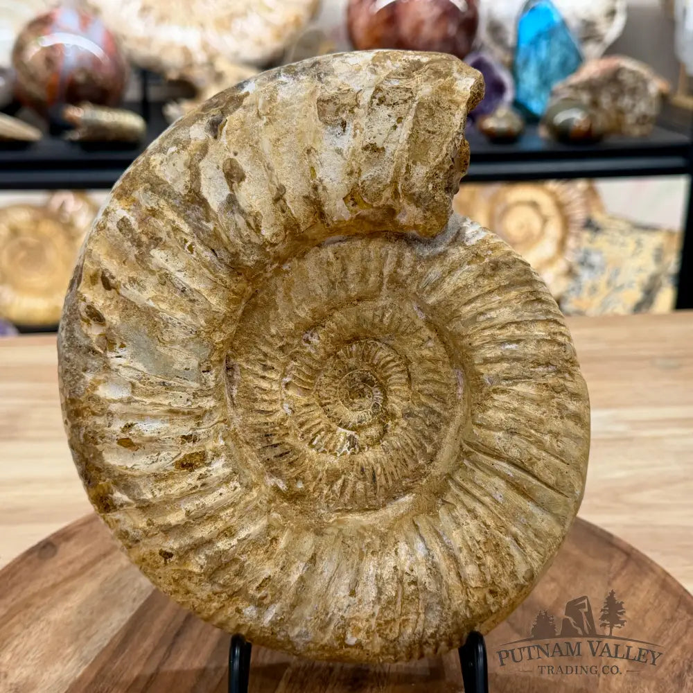 Natural Jurassic Ammonite Fossil 8’’ | Madagascar - Fossil Specimen