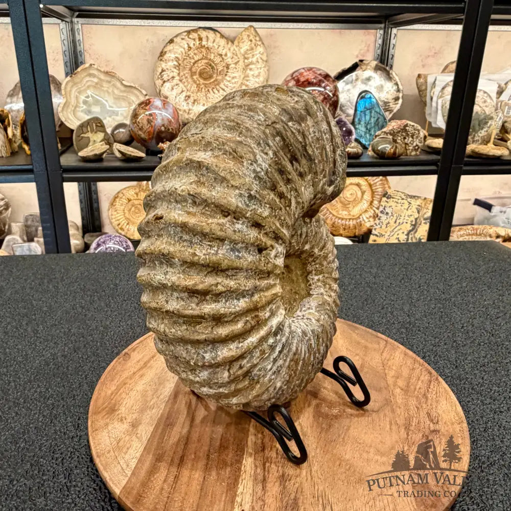 Natural Jurassic Ammonite Fossil 8.8’’ | Madagascar - Fossil Specimen