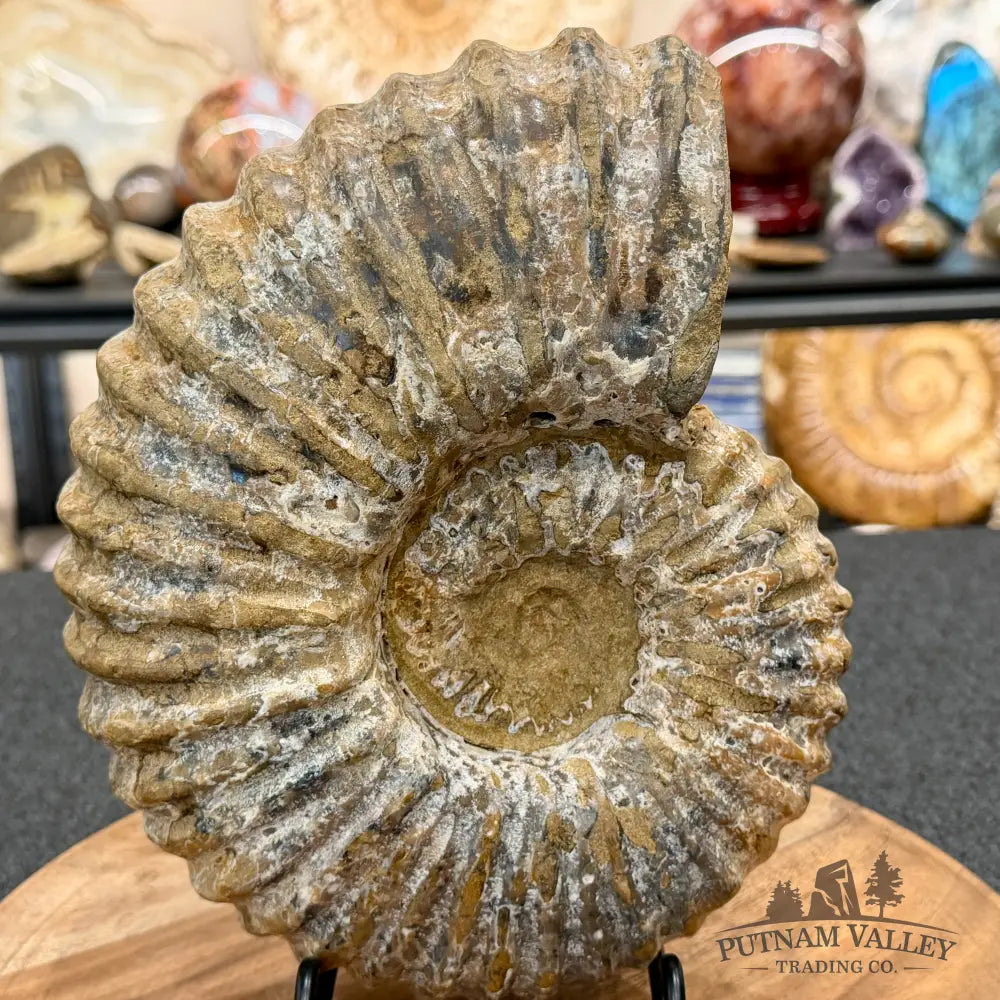 Natural Jurassic Ammonite Fossil 8.8’’ | Madagascar - Fossil Specimen