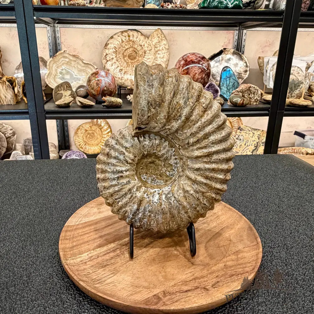 Natural Jurassic Ammonite Fossil 8.8’’ | Madagascar - Fossil Specimen