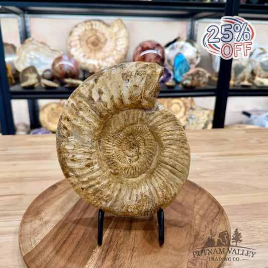 Natural Jurassic Ammonite Fossil 8’’ | Madagascar - Fossil Specimen