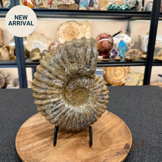 Natural Jurassic Ammonite Fossil 8.8’’ | Madagascar - Fossil Specimen