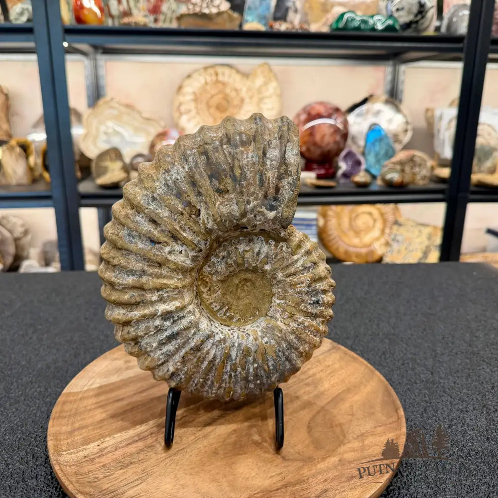 Natural Jurassic Ammonite Fossil 8.8’’ | Madagascar - Fossil Specimen