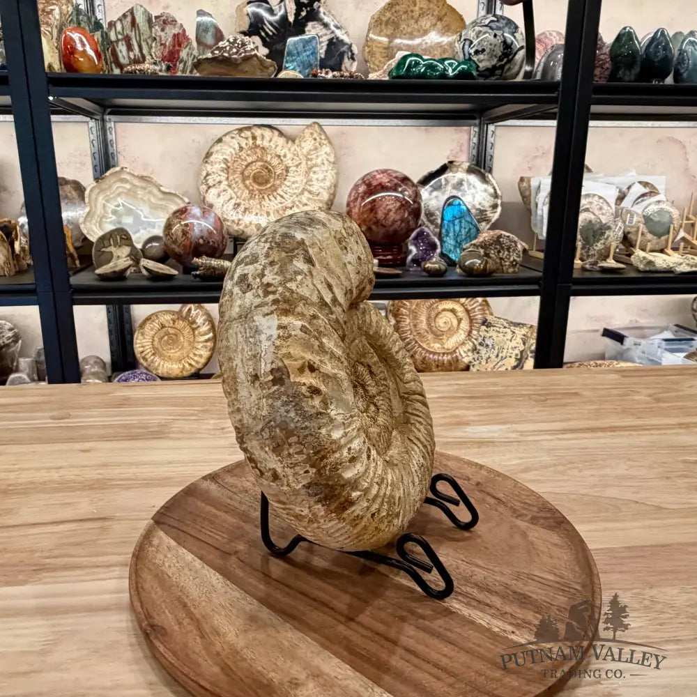 Natural Jurassic Ammonite Fossil 8’’ | Madagascar - Fossil Specimen
