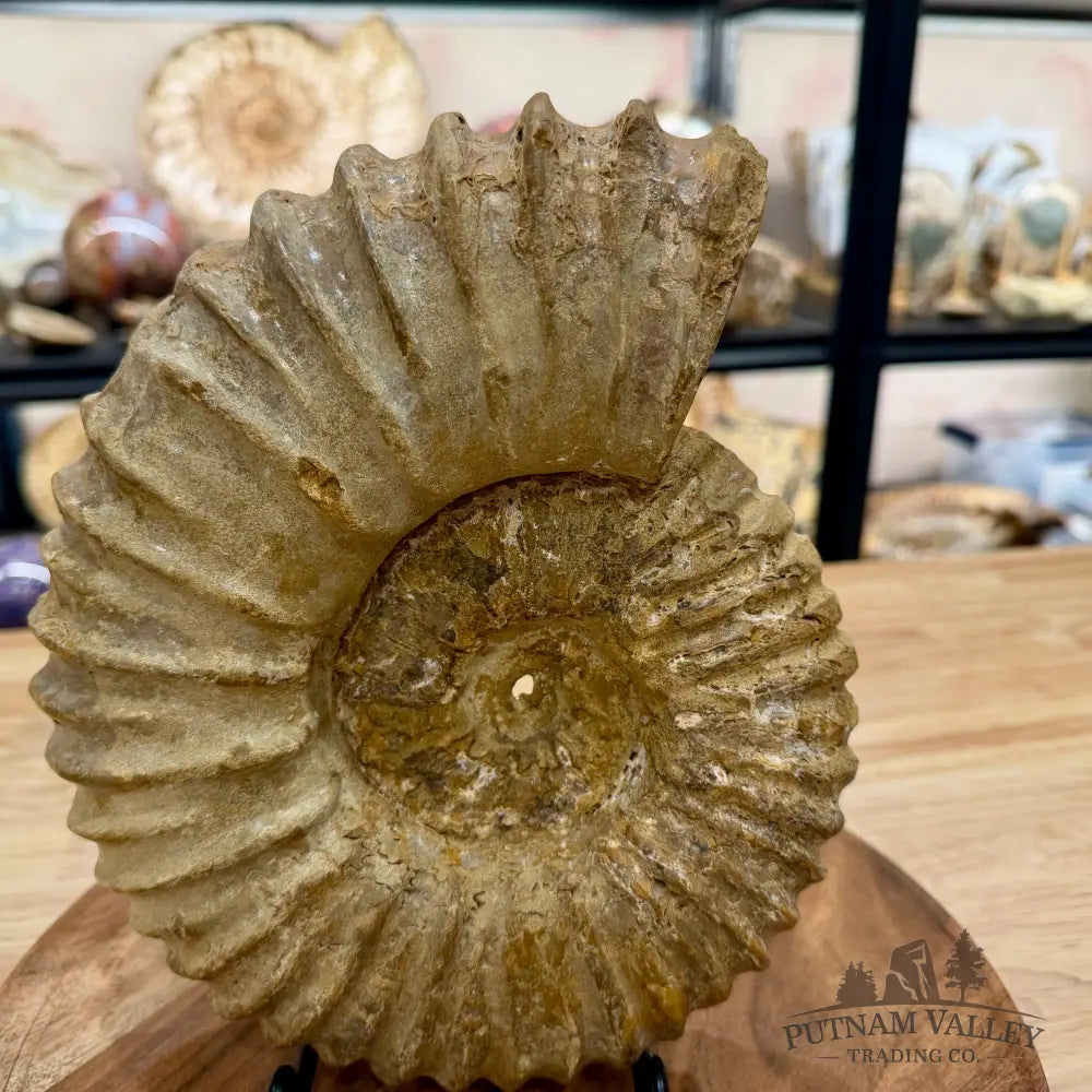 Natural Jurassic Ammonite Fossil 9.28’’ | Madagascar - Fossil Specimen