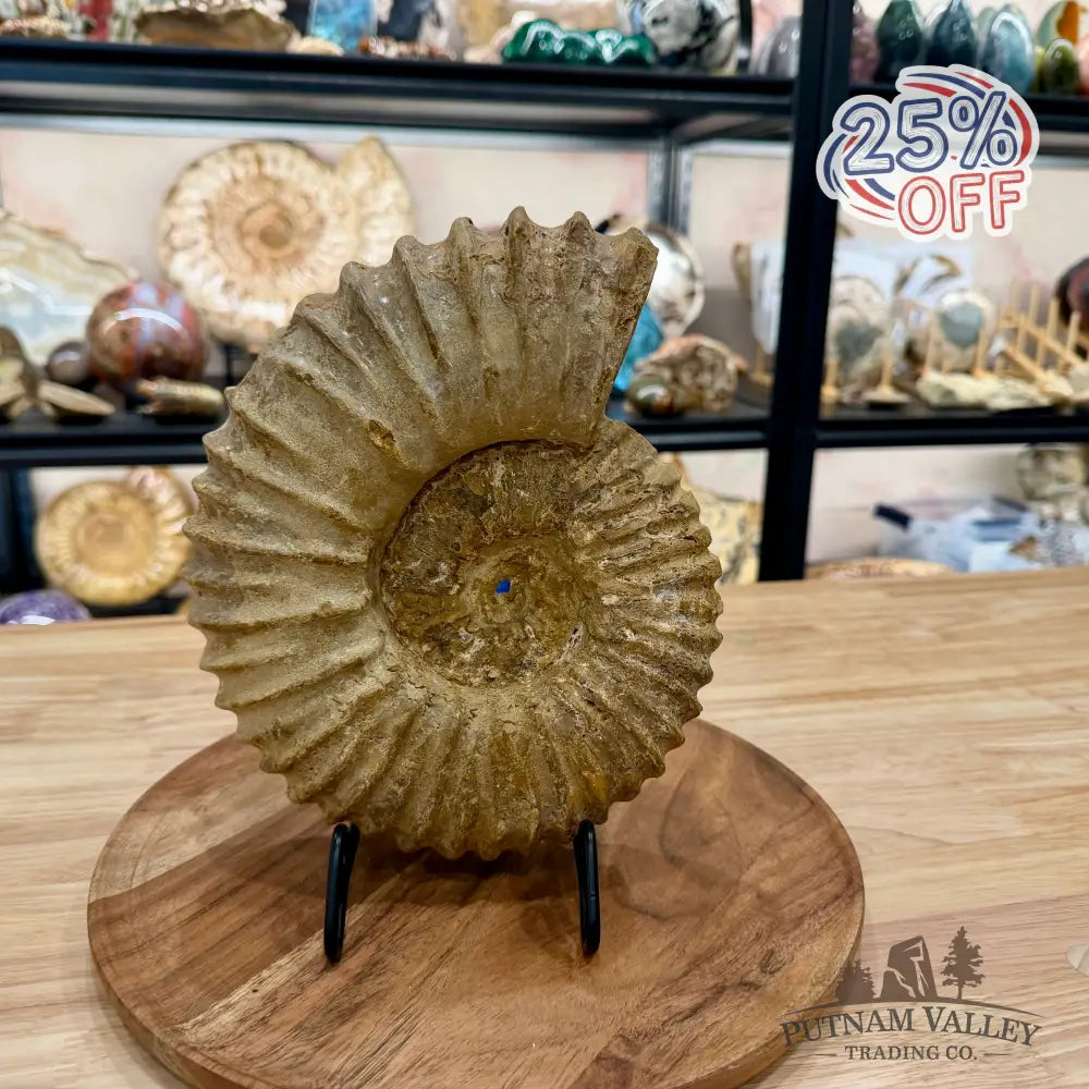 Natural Jurassic Ammonite Fossil 9.28’’ | Madagascar - Fossil Specimen