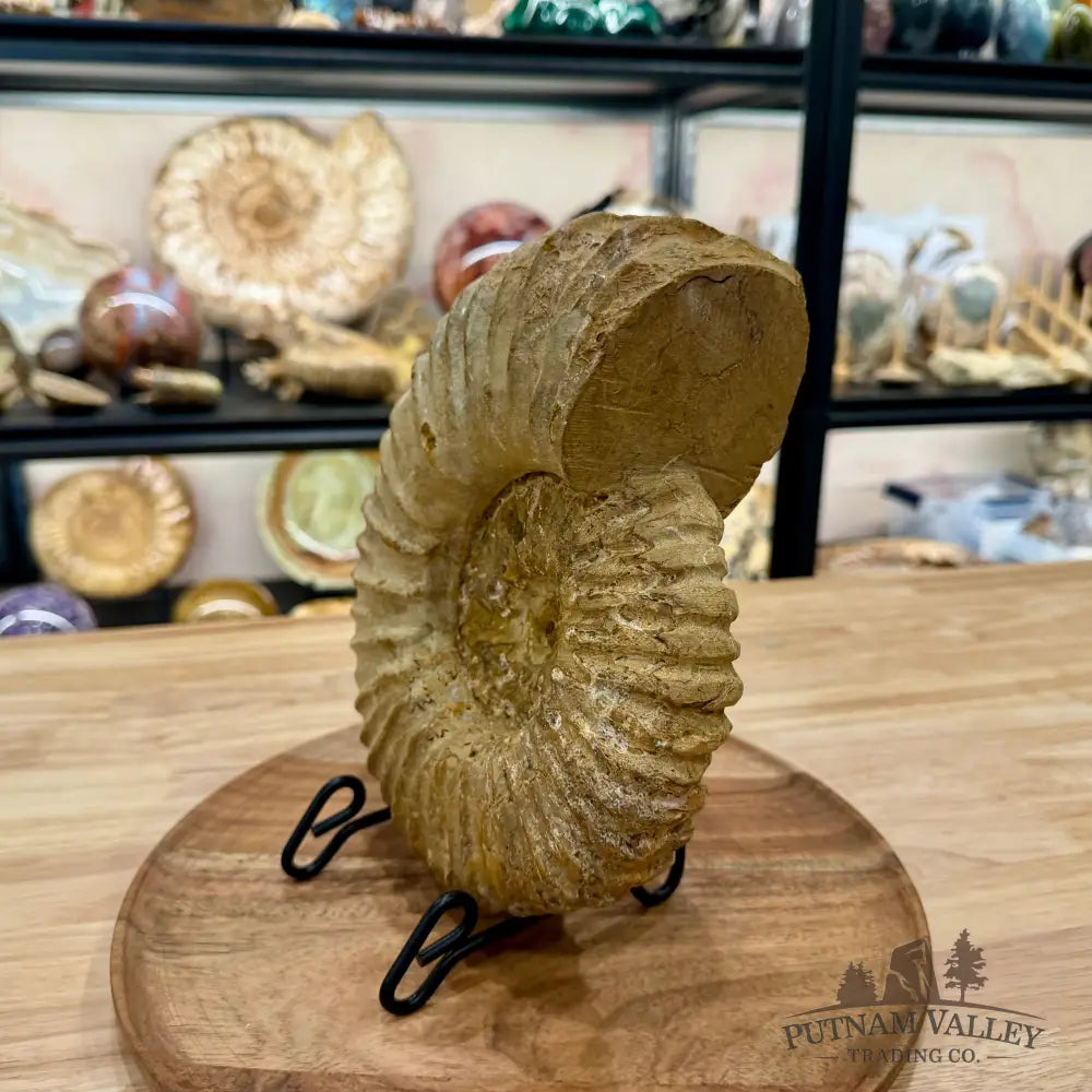 Natural Jurassic Ammonite Fossil 9.28’’ | Madagascar - Fossil Specimen