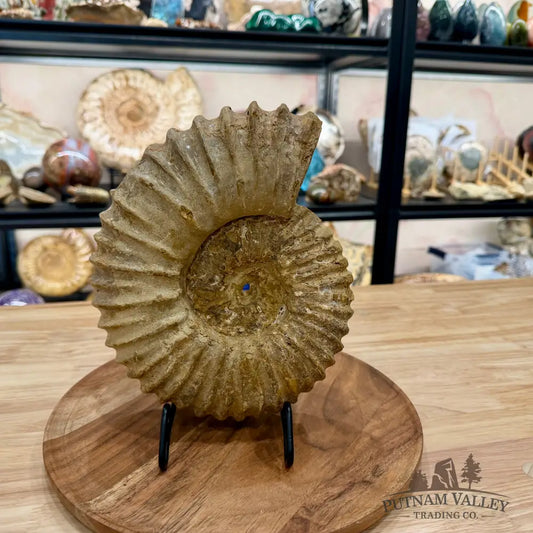 Natural Jurassic Ammonite Fossil 9.28’’ | Madagascar - Fossil Specimen