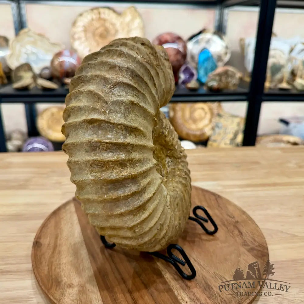 Natural Jurassic Ammonite Fossil 9.28’’ | Madagascar - Fossil Specimen