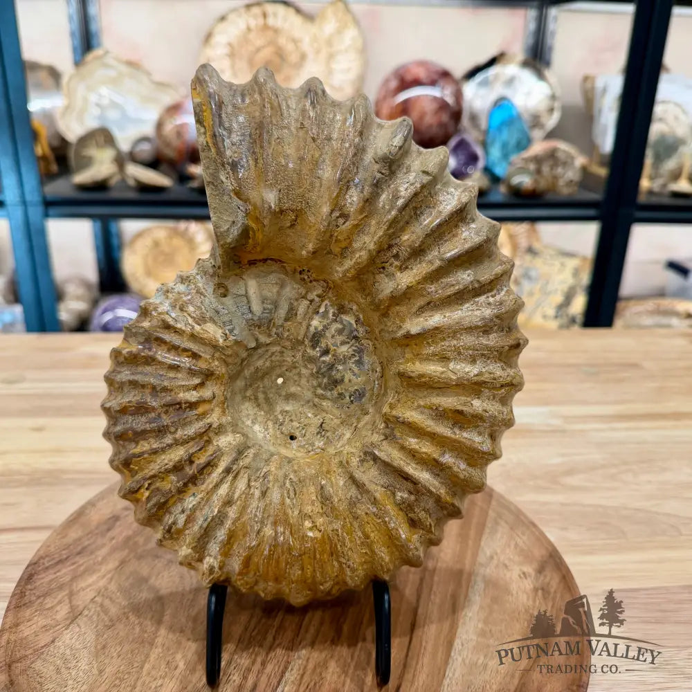 Natural Jurassic Ammonite Fossil 9.71’’ | Madagascar - Fossil Specimen
