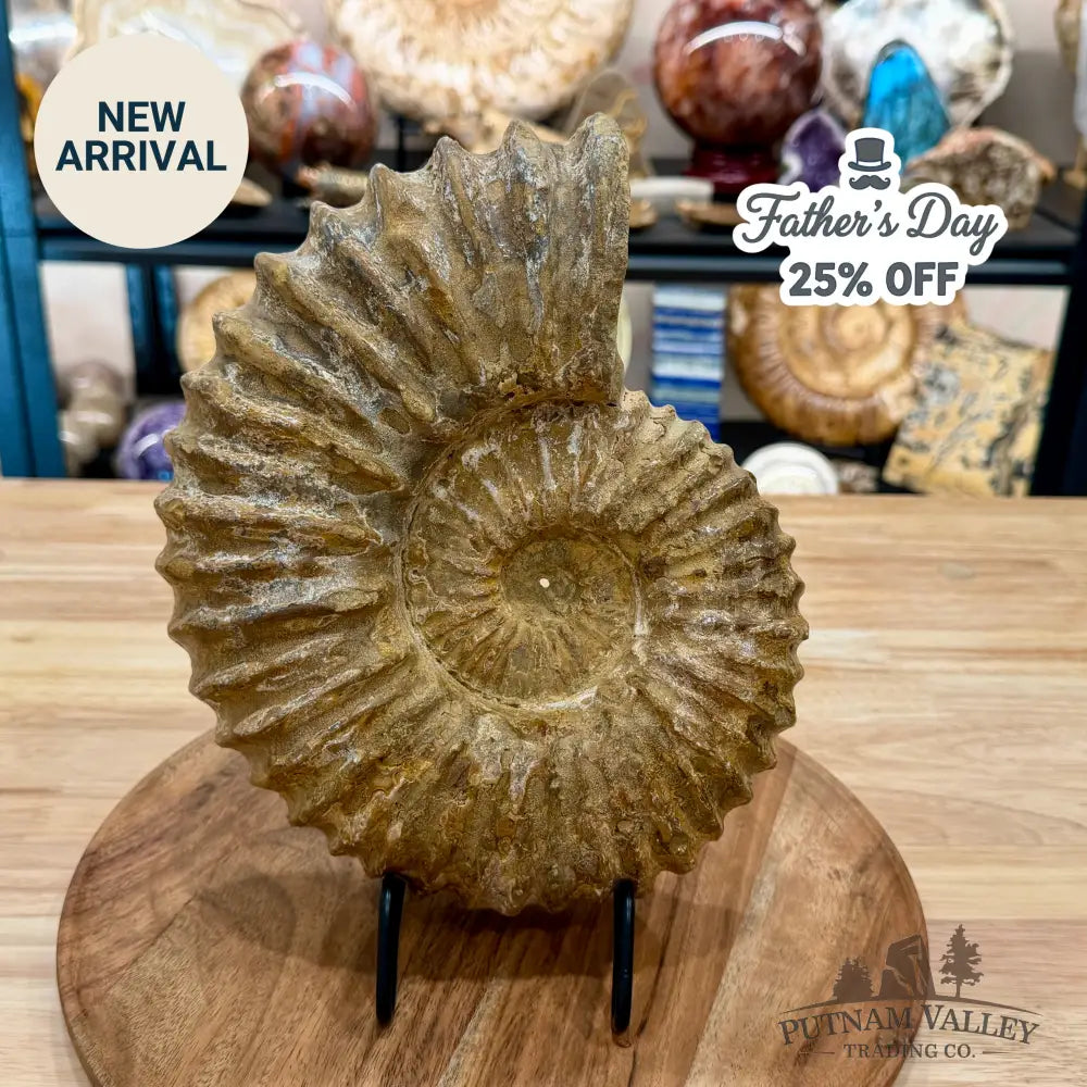 Natural Jurassic Ammonite Fossil 9.71’’ | Madagascar - Fossil Specimen