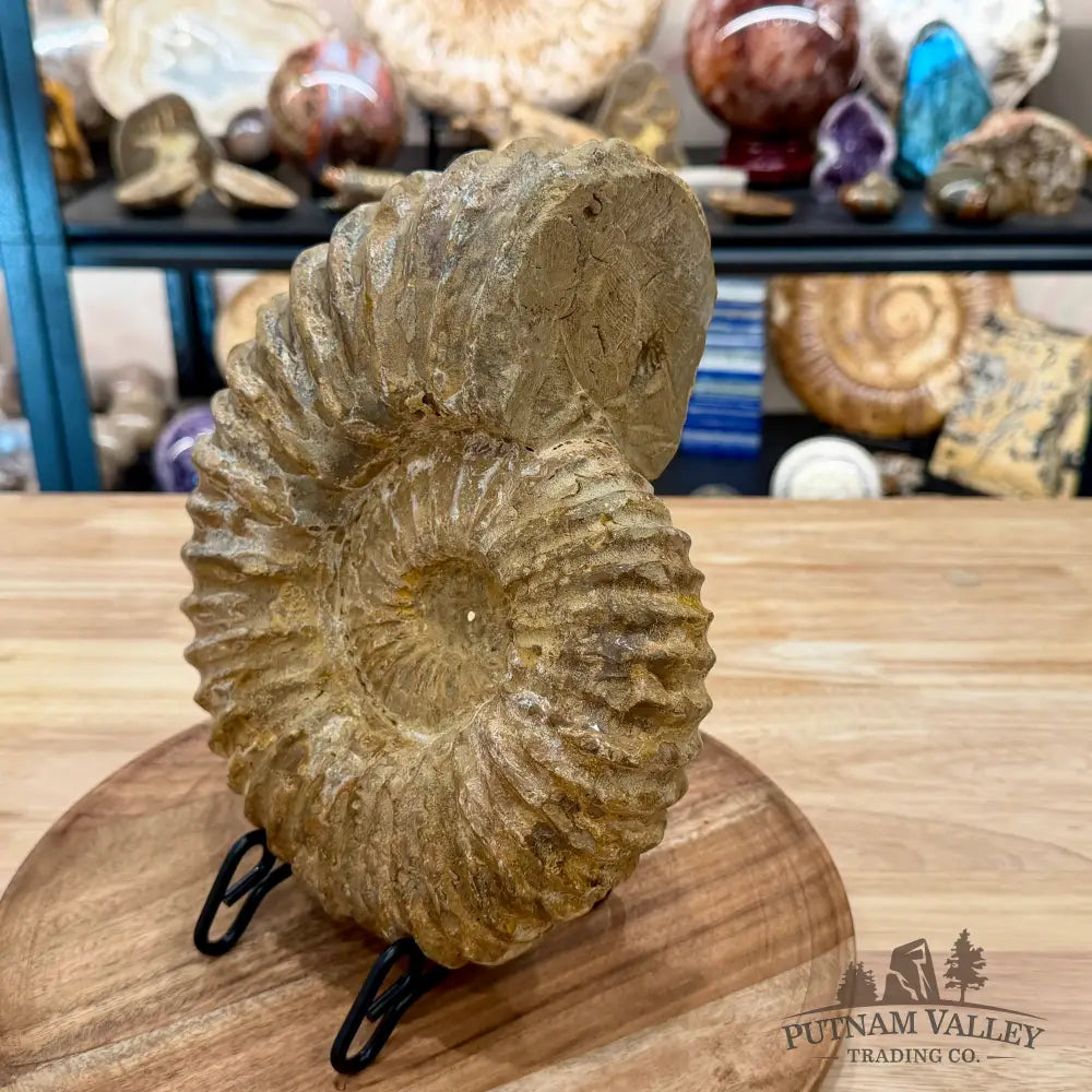 Natural Jurassic Ammonite Fossil 9.71’’ | Madagascar - Fossil Specimen