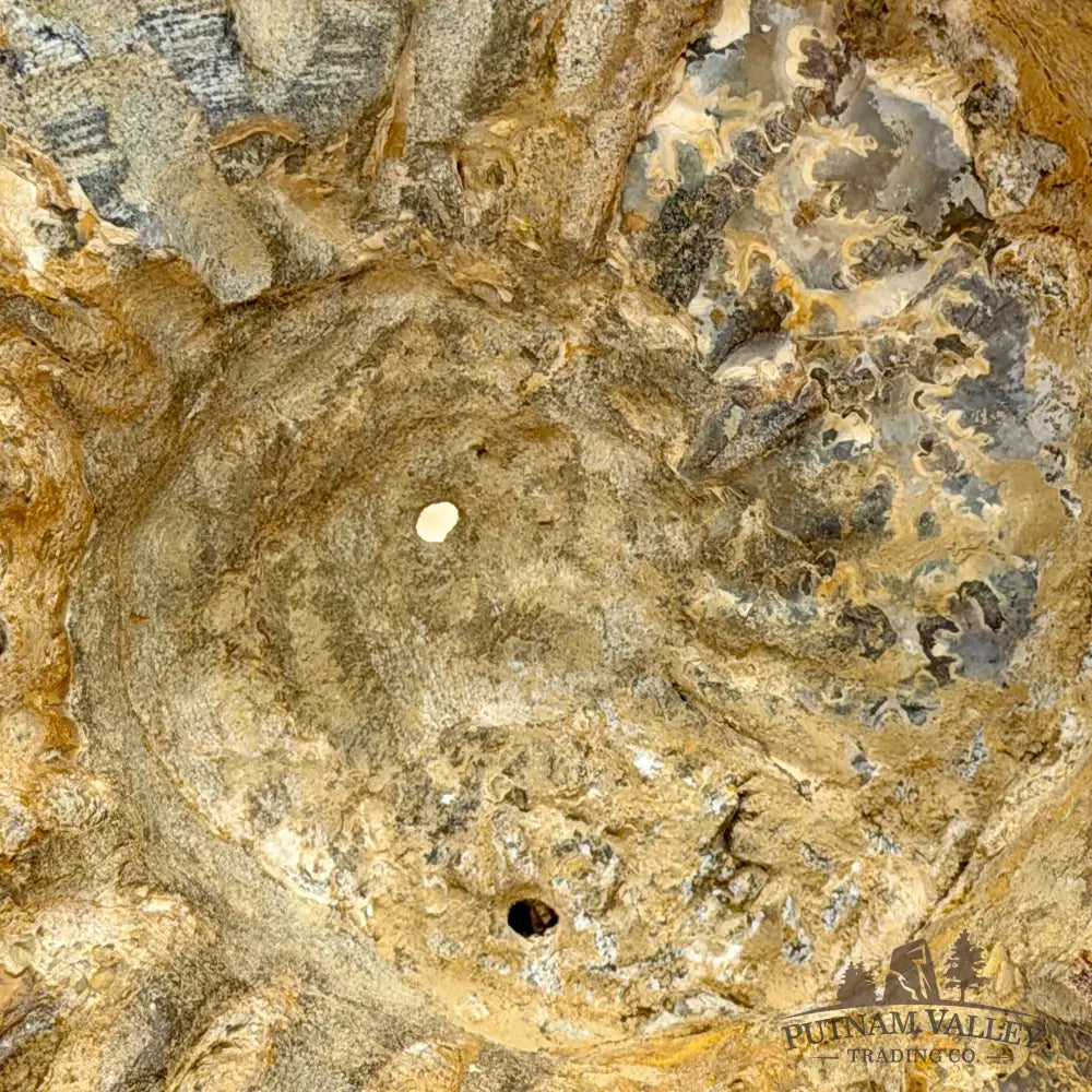 Natural Jurassic Ammonite Fossil 9.71’’ | Madagascar - Fossil Specimen
