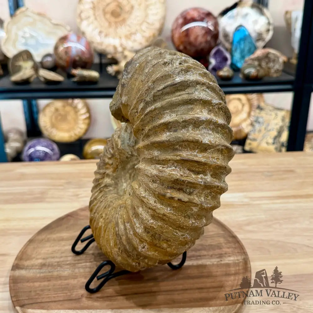 Natural Jurassic Ammonite Fossil 9.71’’ | Madagascar - Fossil Specimen