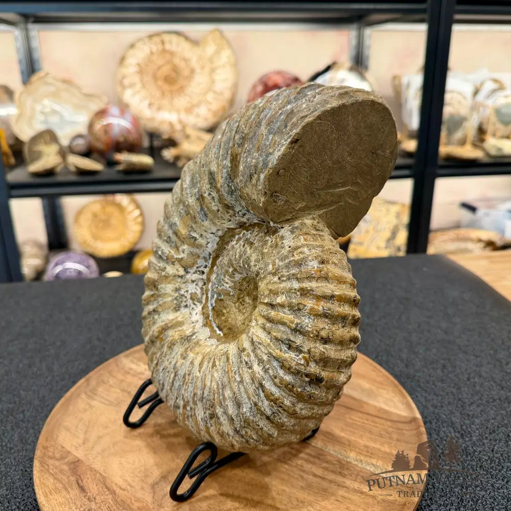 Natural Jurassic Ammonite Fossil 9.8’’ | Madagascar - Fossil Specimen