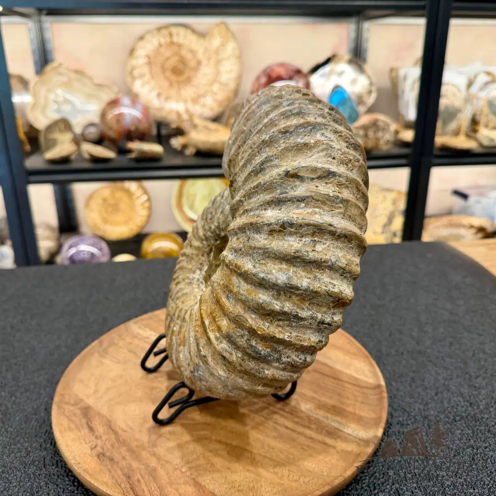 Natural Jurassic Ammonite Fossil 9.8’’ | Madagascar - Fossil Specimen