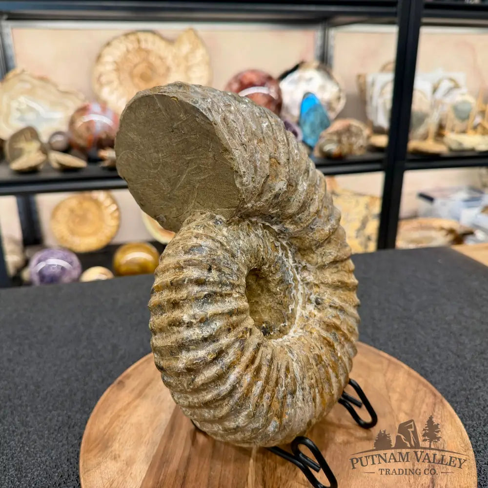 Natural Jurassic Ammonite Fossil 9.8’’ | Madagascar - Fossil Specimen