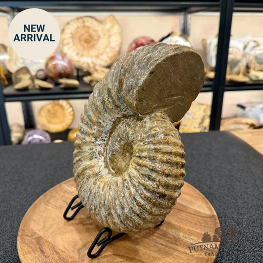 Natural Jurassic Ammonite Fossil 9.8’’ | Madagascar - Fossil Specimen
