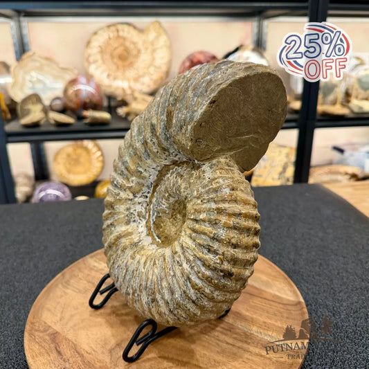 Natural Jurassic Ammonite Fossil 9.8’’ | Madagascar - Fossil Specimen