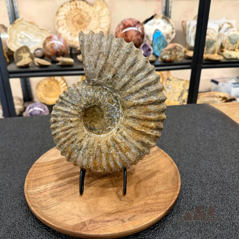 Natural Jurassic Ammonite Fossil 9.8’’ | Madagascar - Fossil Specimen