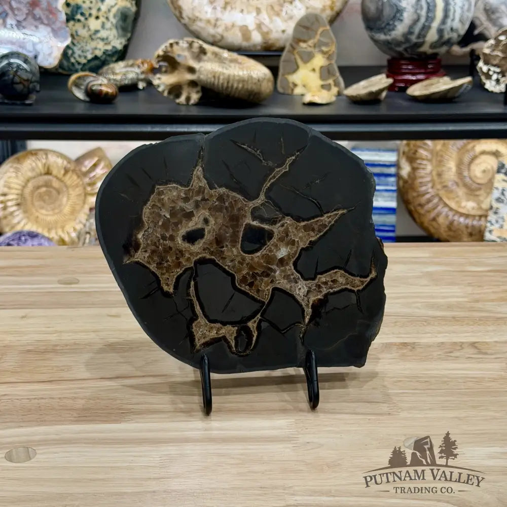 Northern Utah Septarian Slab 9.2’’ - Accent