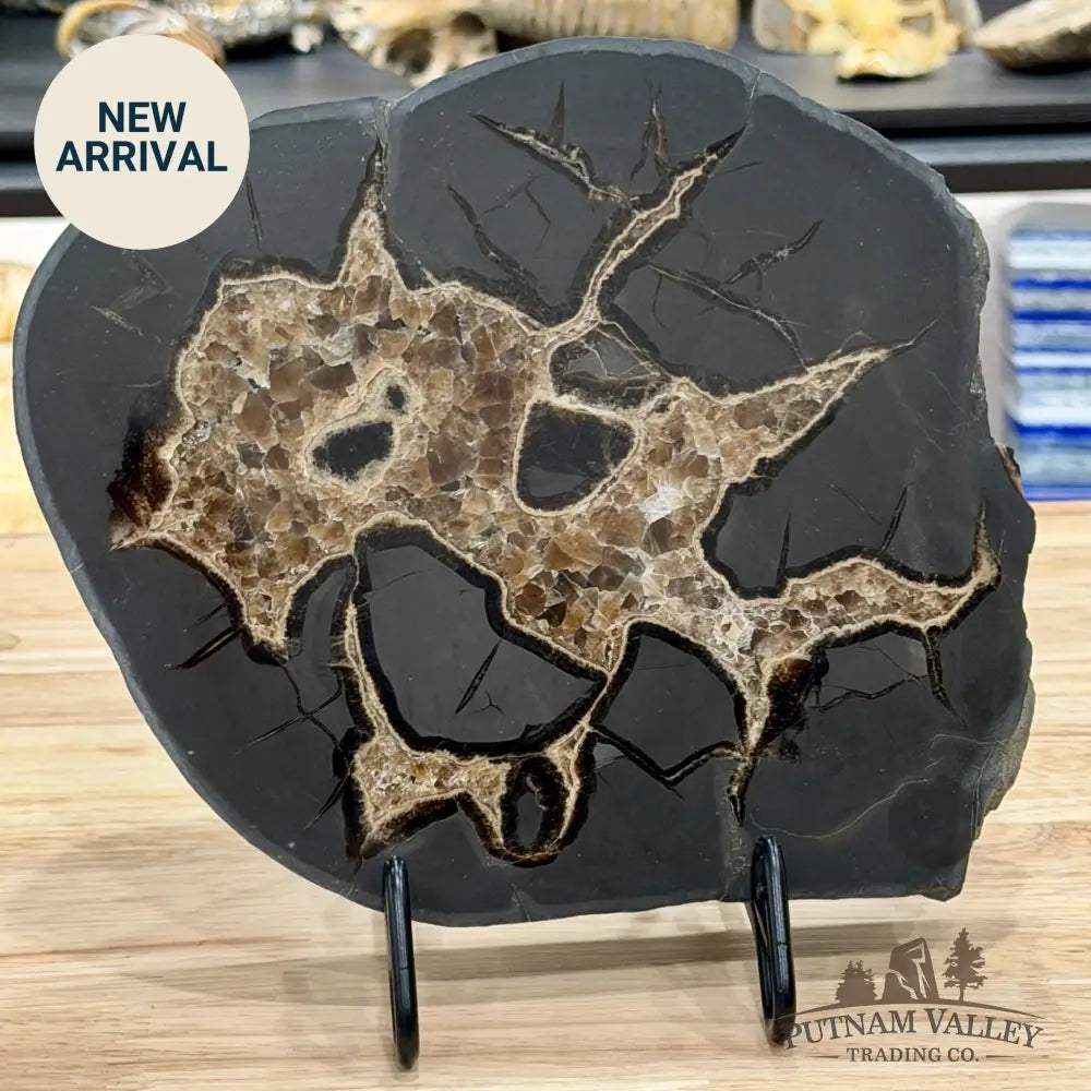 Northern Utah Septarian Slab 9.2’’ - Accent