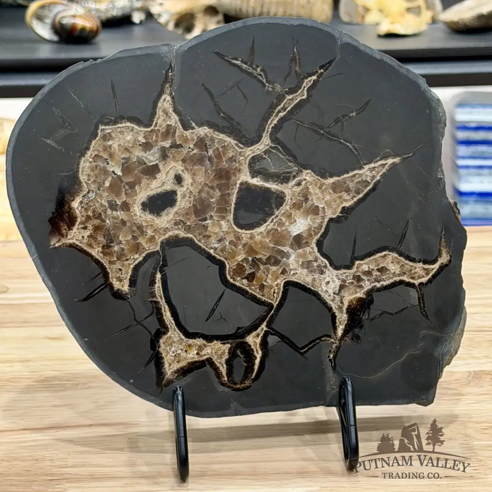 Northern Utah Septarian Slab 9.2’’ - Accent
