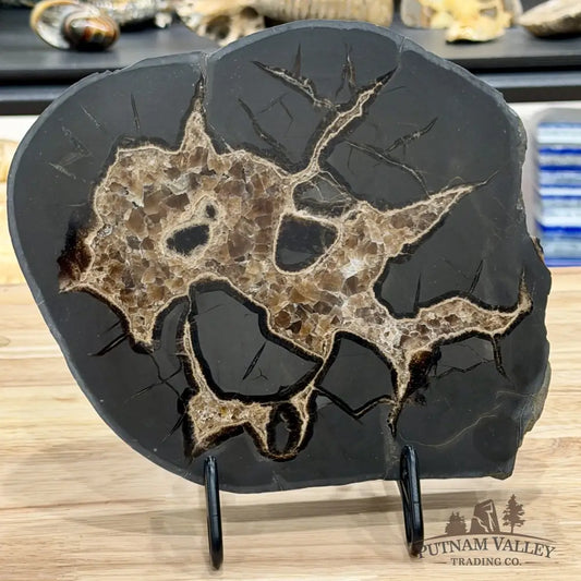 Northern Utah Septarian Slab 9.2’’ - Accent