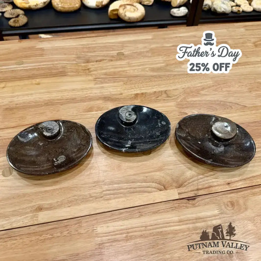 Ammonite Fossil Oval Plate - Putnam Valley Trading Co.