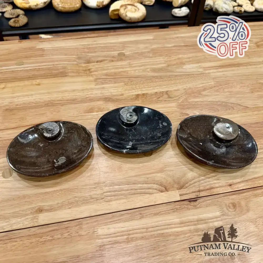 Ammonite Fossil Oval Plate - Putnam Valley Trading Co.