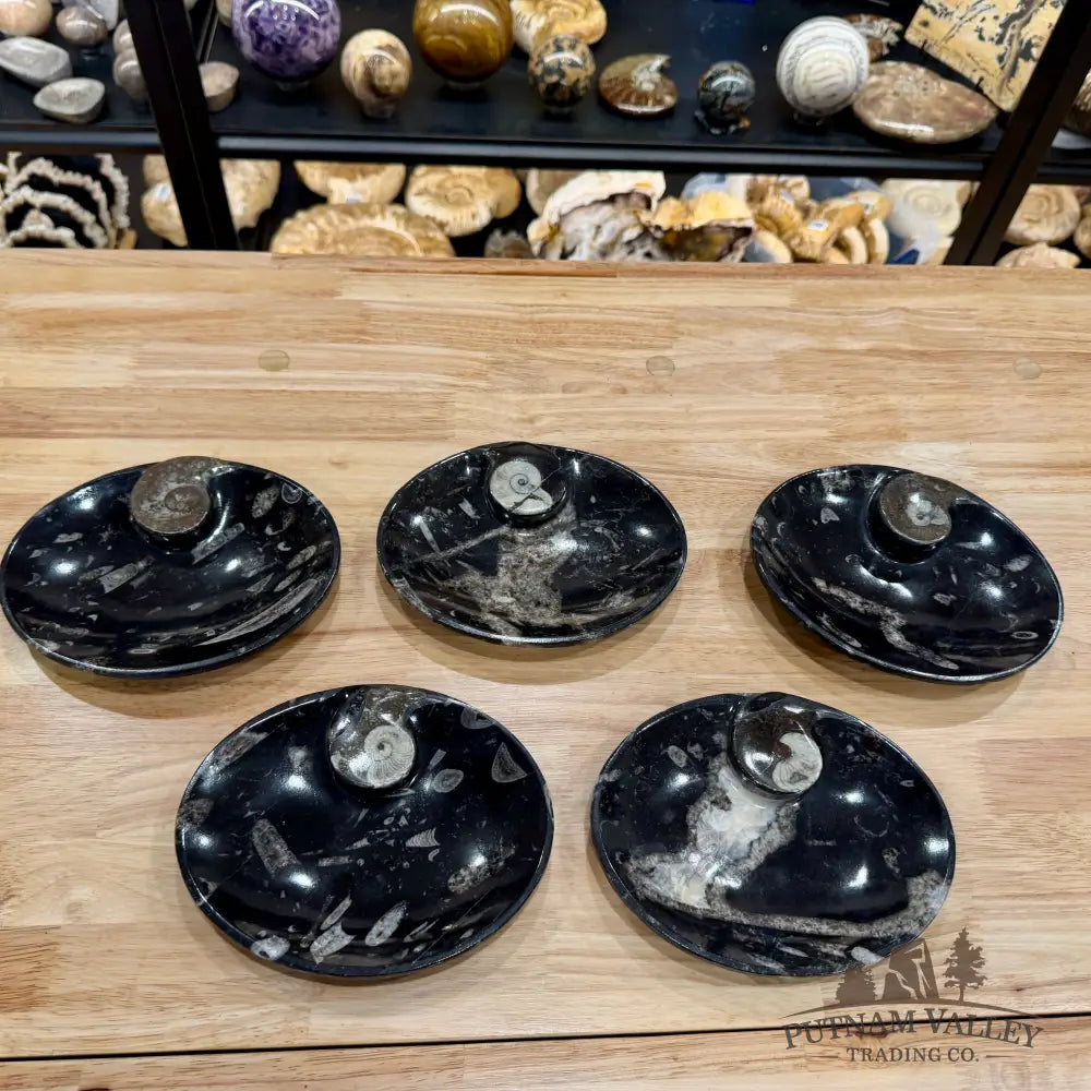 Orthoceras & Ammonite Fossil Oval Plate 6.95’’ - Fossil Plate