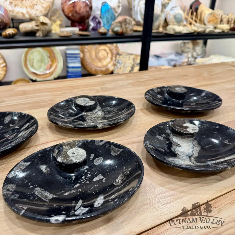 Orthoceras & Ammonite Fossil Oval Plate 6.95’’ - Fossil Plate