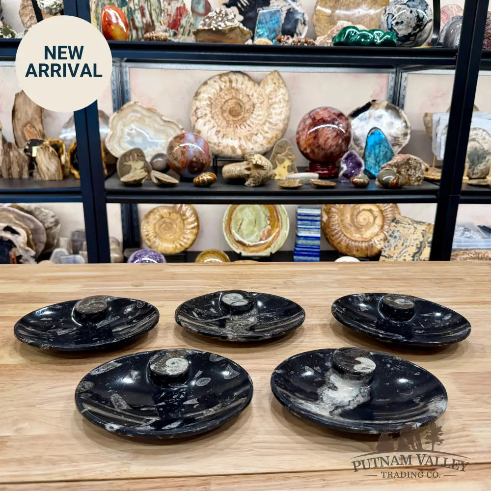Orthoceras & Ammonite Fossil Oval Plate 6.95’’ - Fossil Plate