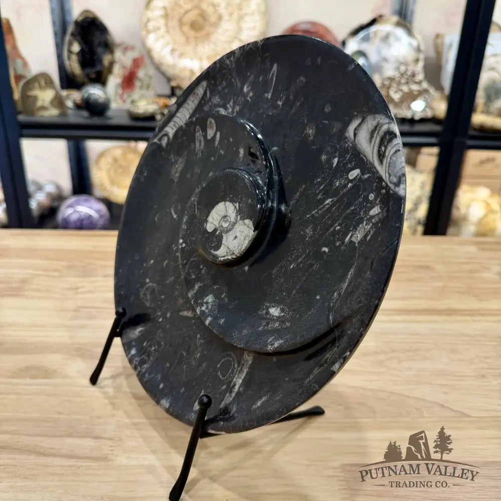 Orthoceras & Ammonite Fossil Serving Plate 10’’ - Fossil Plates